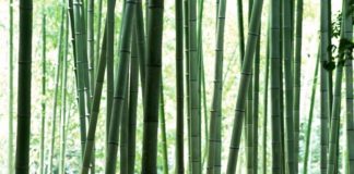 Заломы в основании стебля