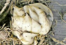 Хранение луковиц лилий