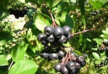 Черноплодная рябина