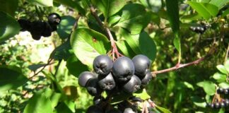 Черноплодная рябина