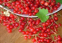 Красная смородина