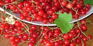 Красная смородина